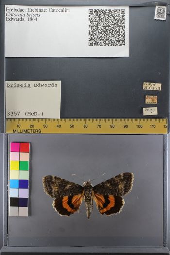 Media type: image;   Entomology 747809